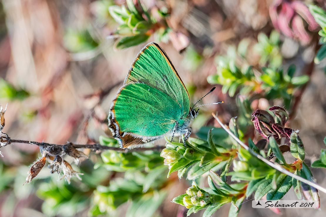 Callophrys rubi: Licenide del rovo - Green Hairstreak