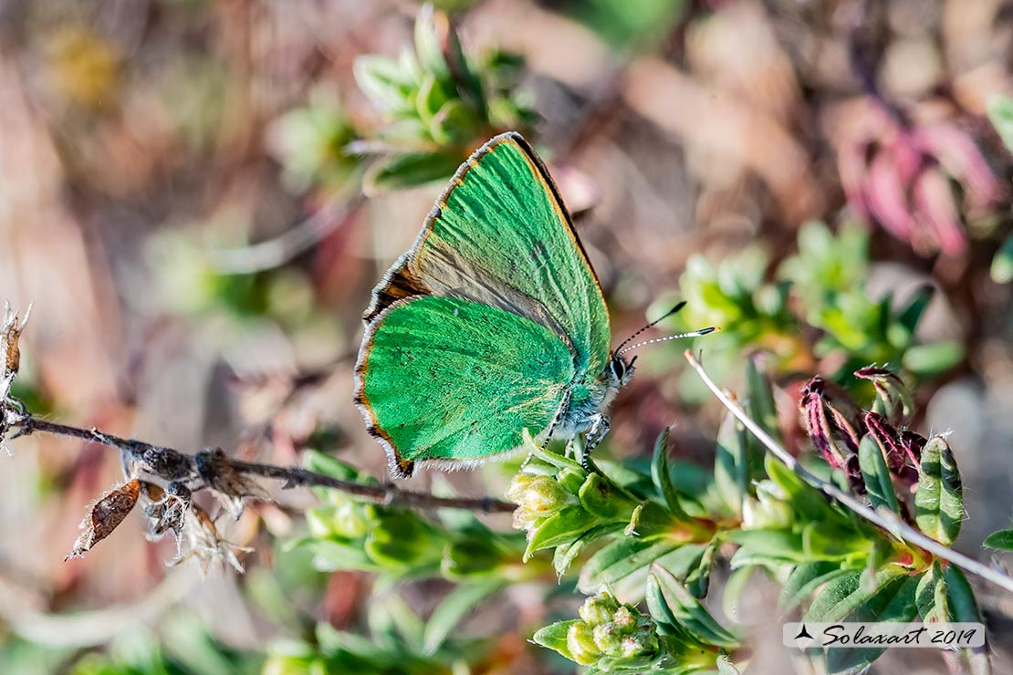 Callophrys rubi: Licenide del rovo - Green Hairstreak
