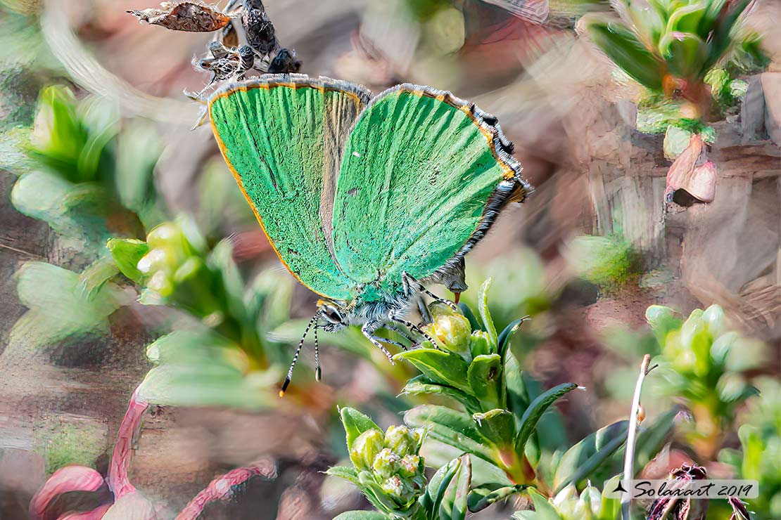 Callophrys rubi: Licenide del rovo - Green Hairstreak
