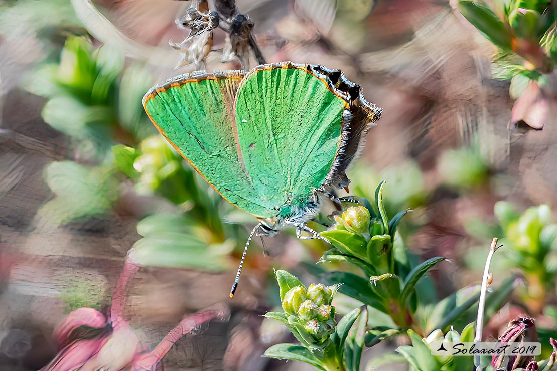Callophrys rubi: Licenide del rovo - Green Hairstreak