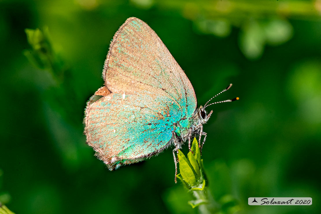 Callophrys rubi: Licenide del rovo - Green Hairstreak