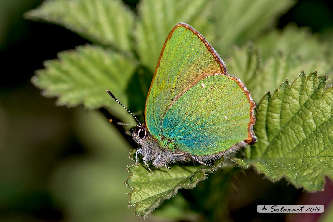 Callophrys rubi: Licenide del rovo - Green Hairstreak