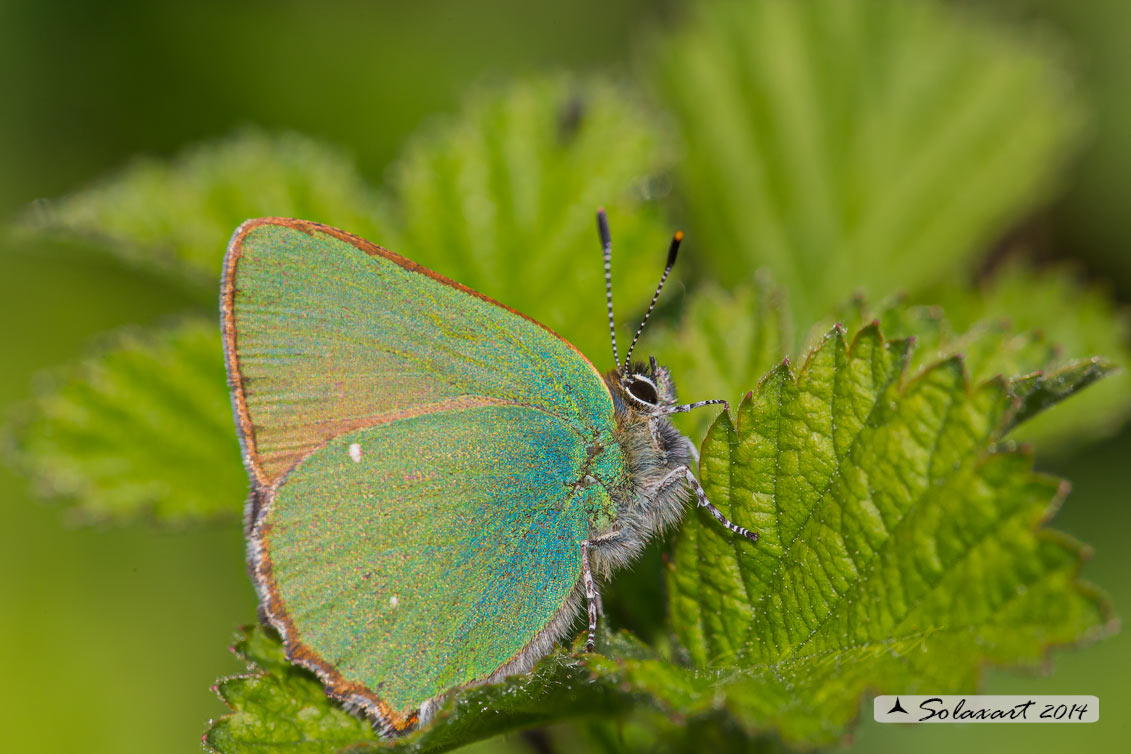Callophrys rubi: Licenide del rovo - Green Hairstreak