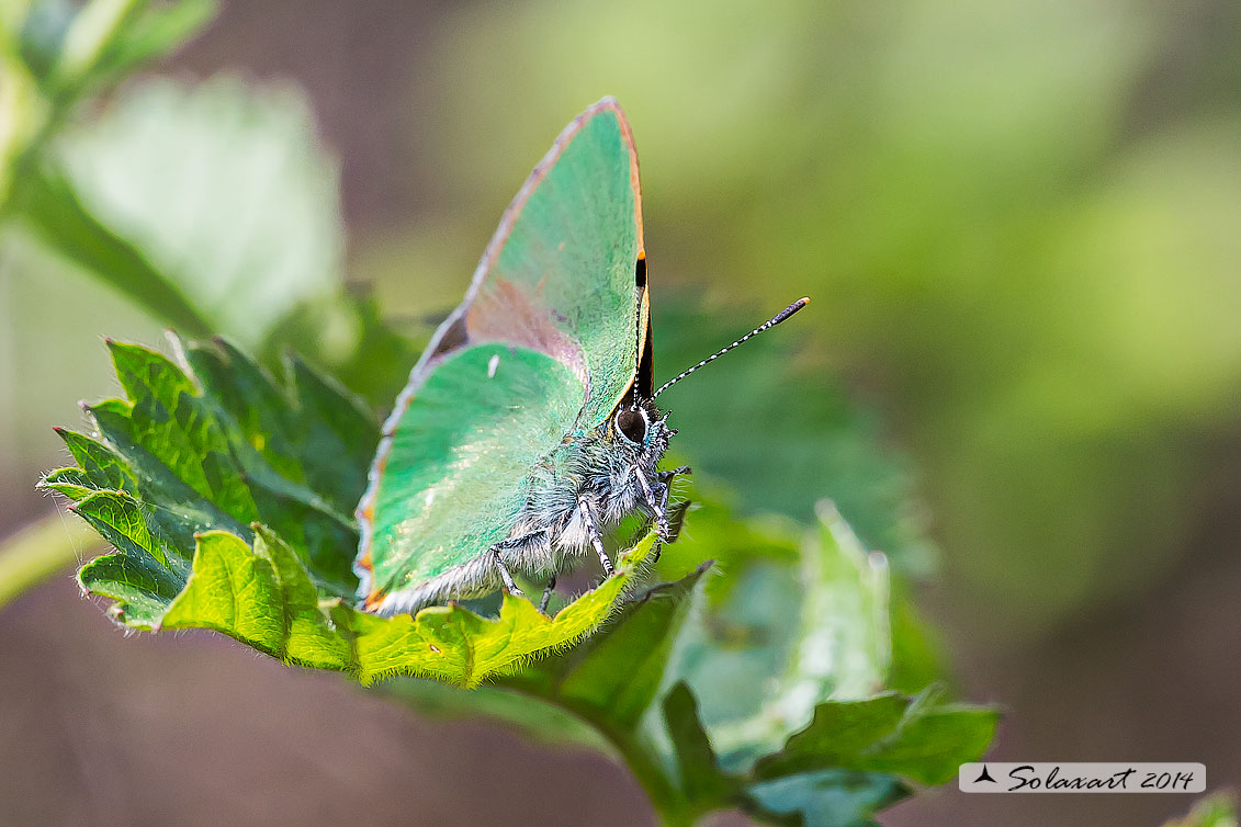 Callophrys rubi: Licenide del rovo - Green Hairstreak