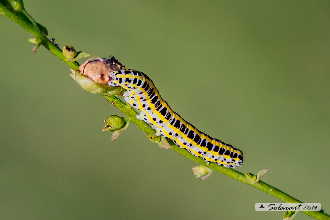 Calophasia lunula (bruco) - Toadflax brocade moth (caterpillar)