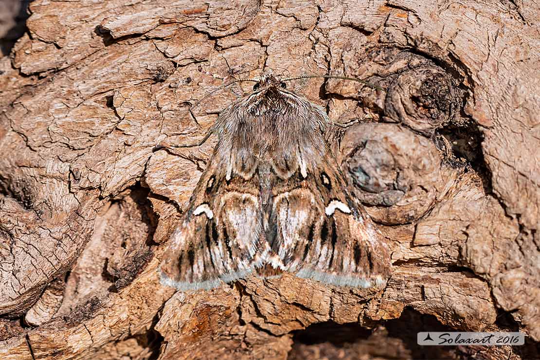 Calophasia lunula - Toadflax brocade moth 