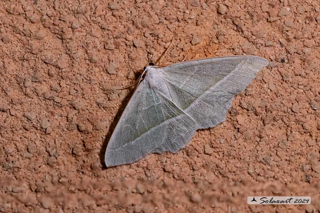 Campaea margaritaria - Light emerald
