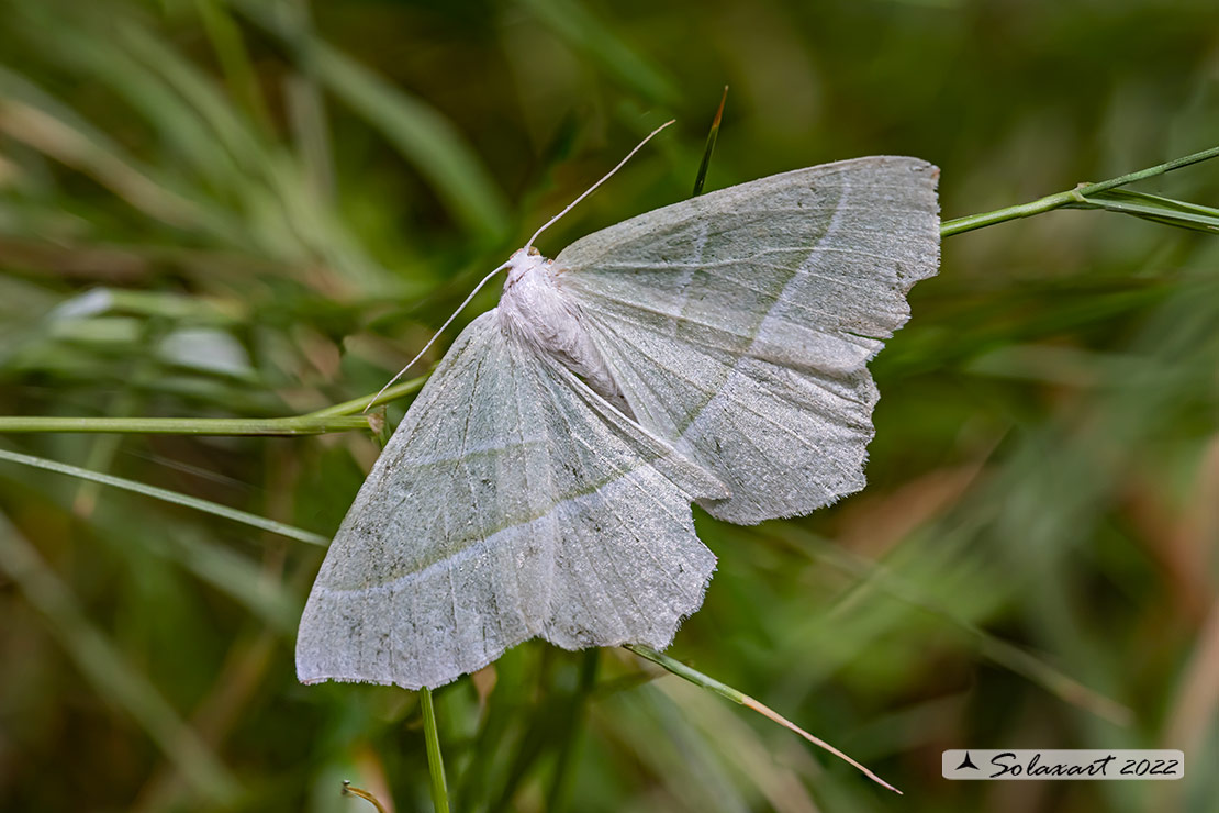 Campaea margaritata - Light emerald