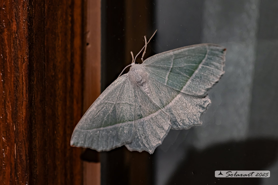Campaea margaritaria - Light emerald