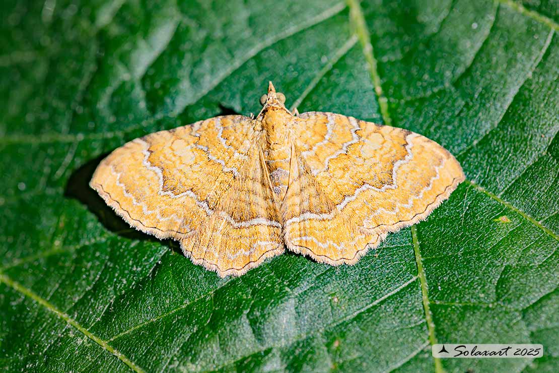 Camptogramma bilineata - Yellow shell