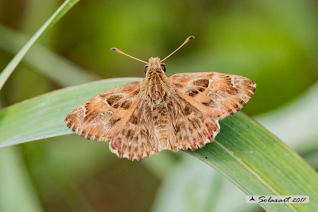 Carcharodus alceae  -  Mallow skipper  (maschio)