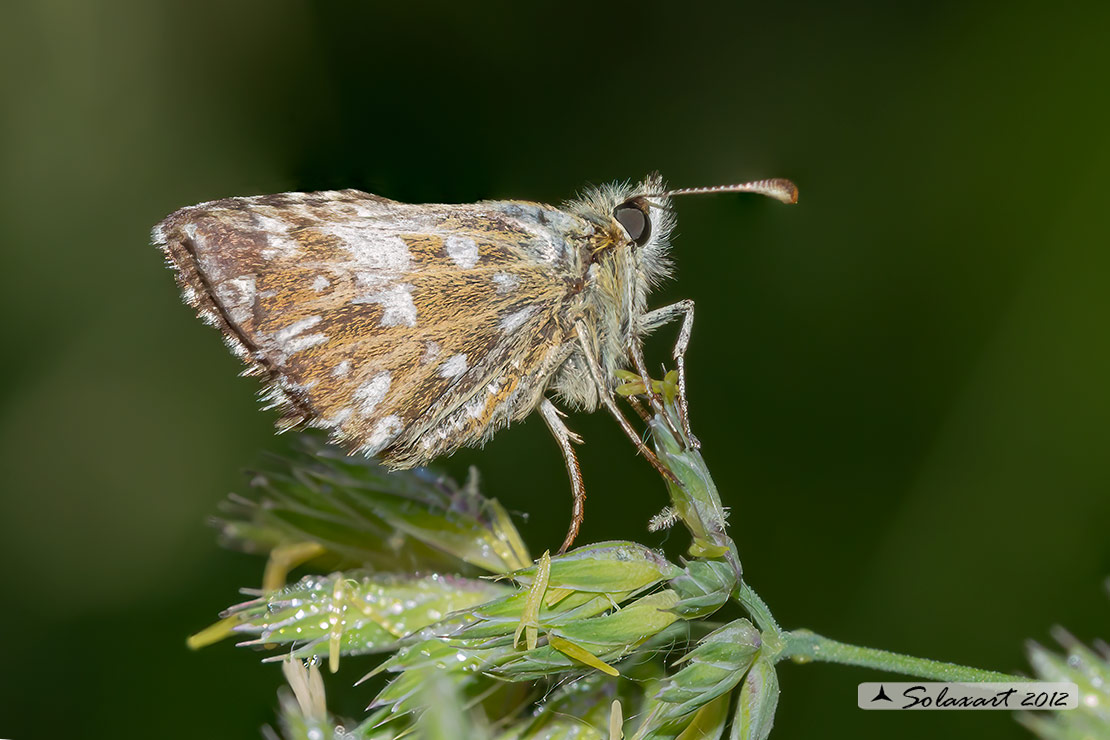 Carcharodus alceae