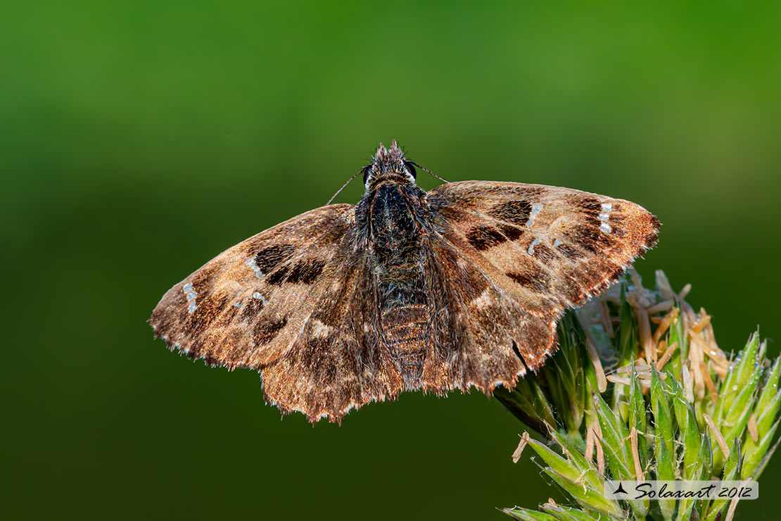 Carcharodus alceae