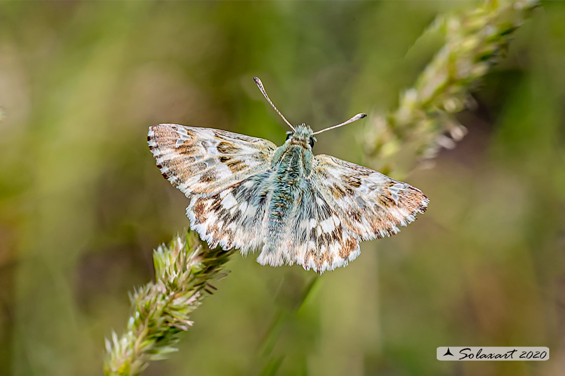 Carcharodus lavatherae