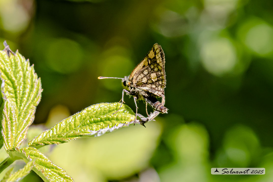 Carcharodus lavatherae