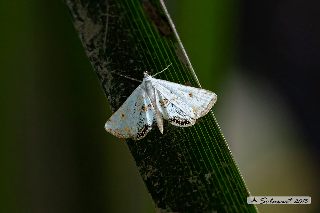 Cataclysta lemnata; Small china-mark