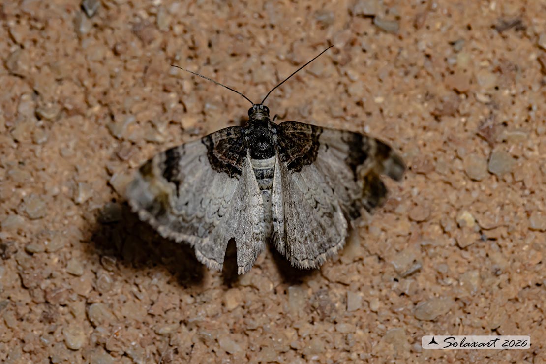 Catarhoe cuculata