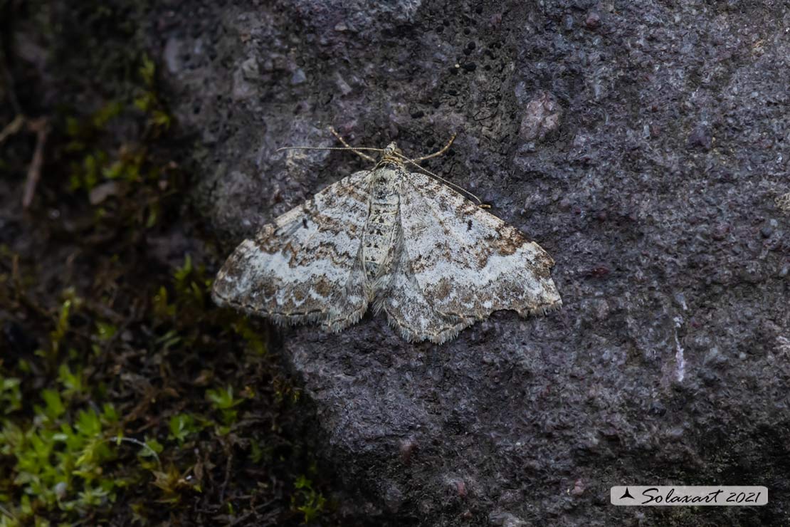 Catarhoe putridaria