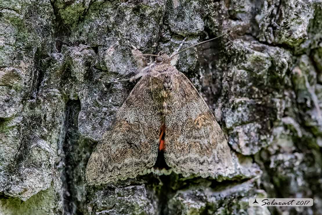Catocala nupta :  -  (mimetismo) ;  Red underwing  (mimicry)