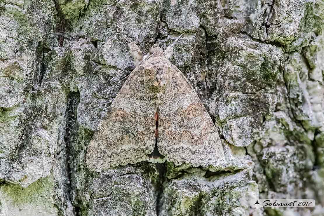 Catocala nupta :  -  (mimetismo) ;  Red underwing  (mimicry)
