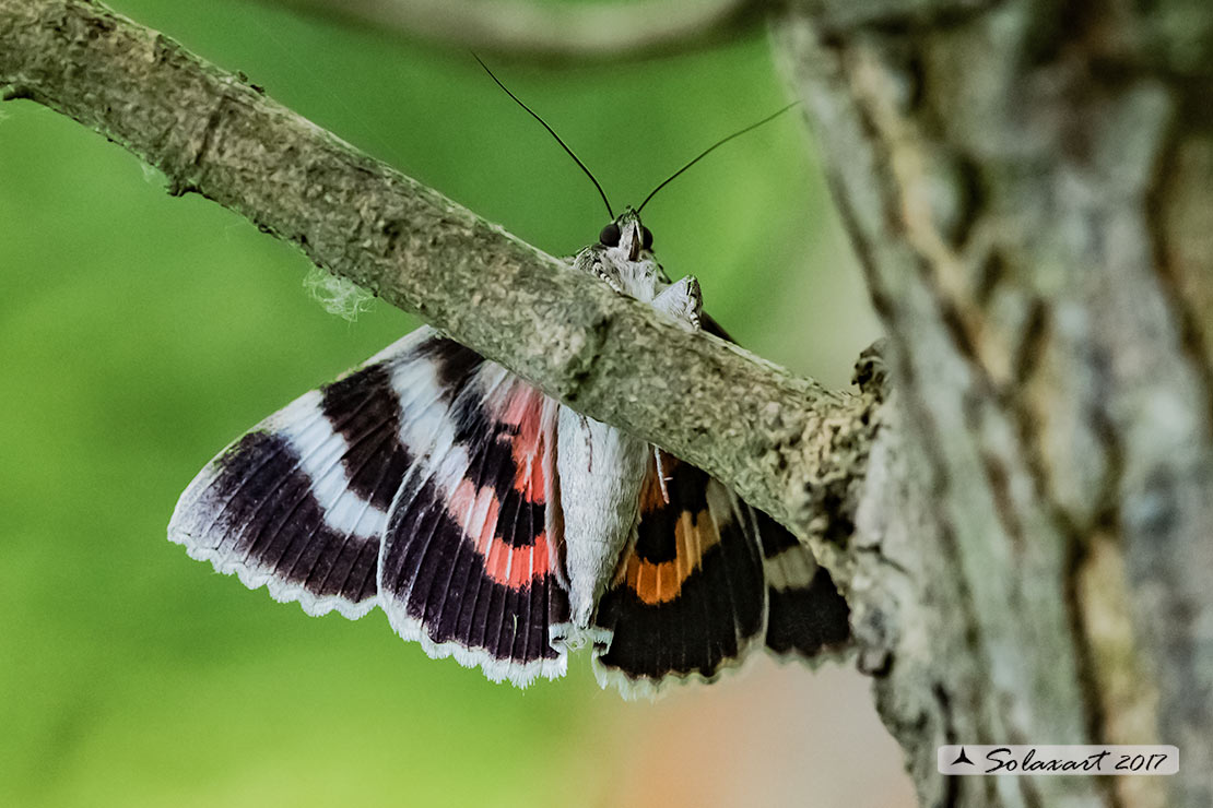 Catocala nupta :  Red underwing 