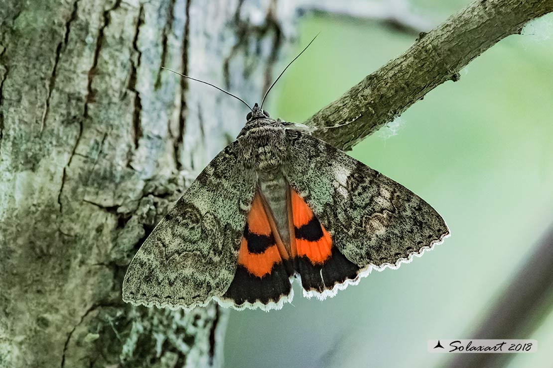 Catocala nupta :  Red underwing 