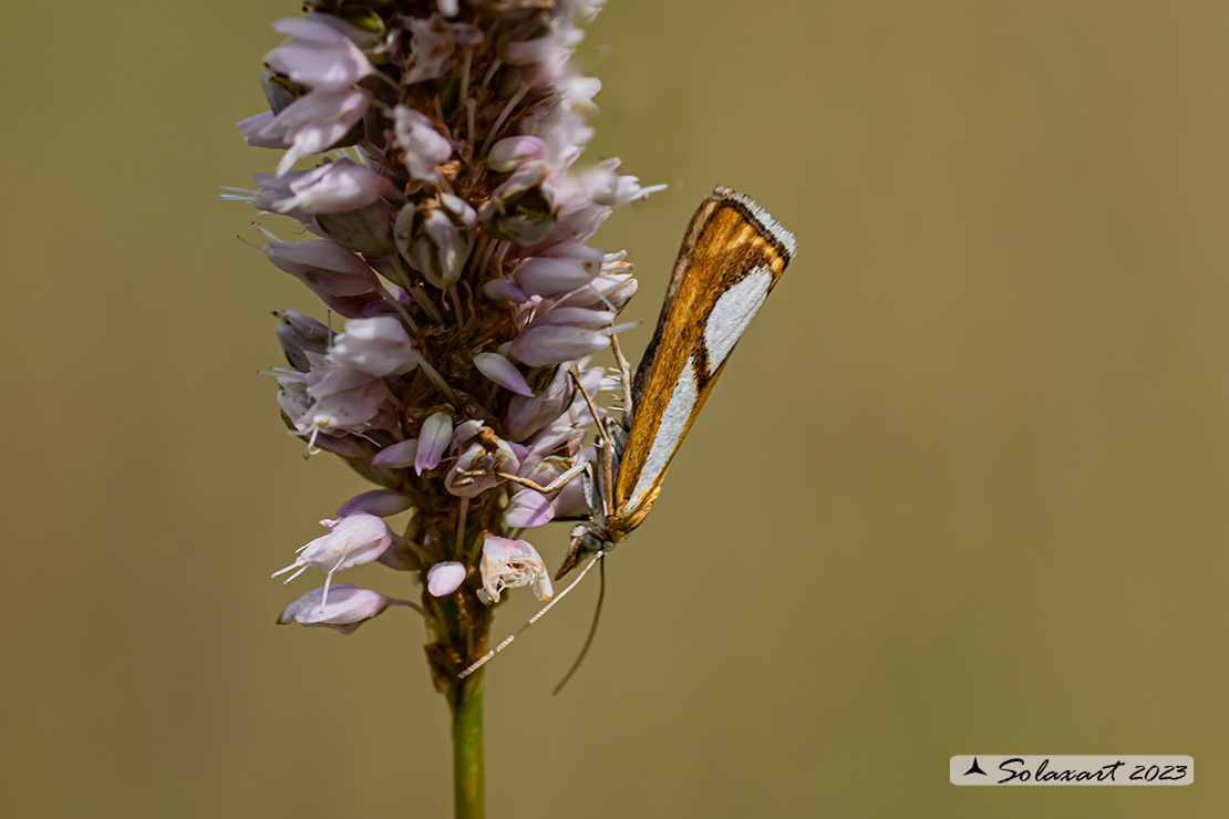 Catoptria conchella