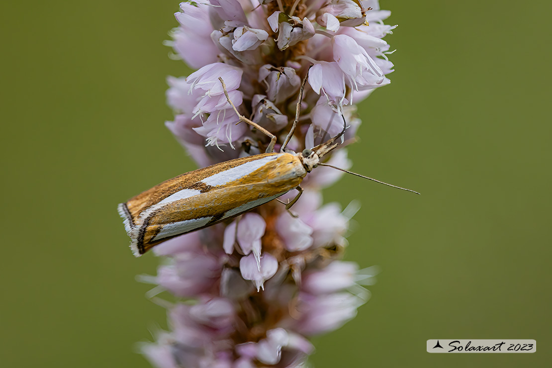 Catoptria conchella