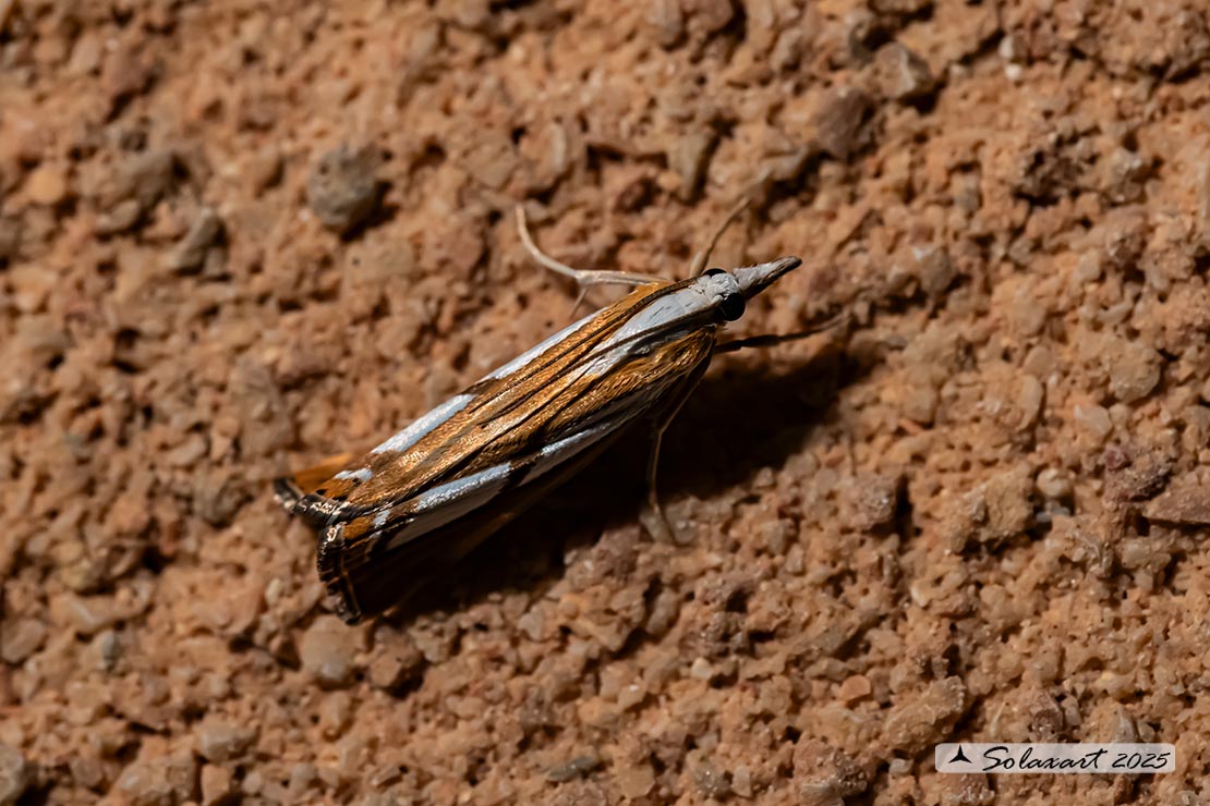 Catoptria europaeica