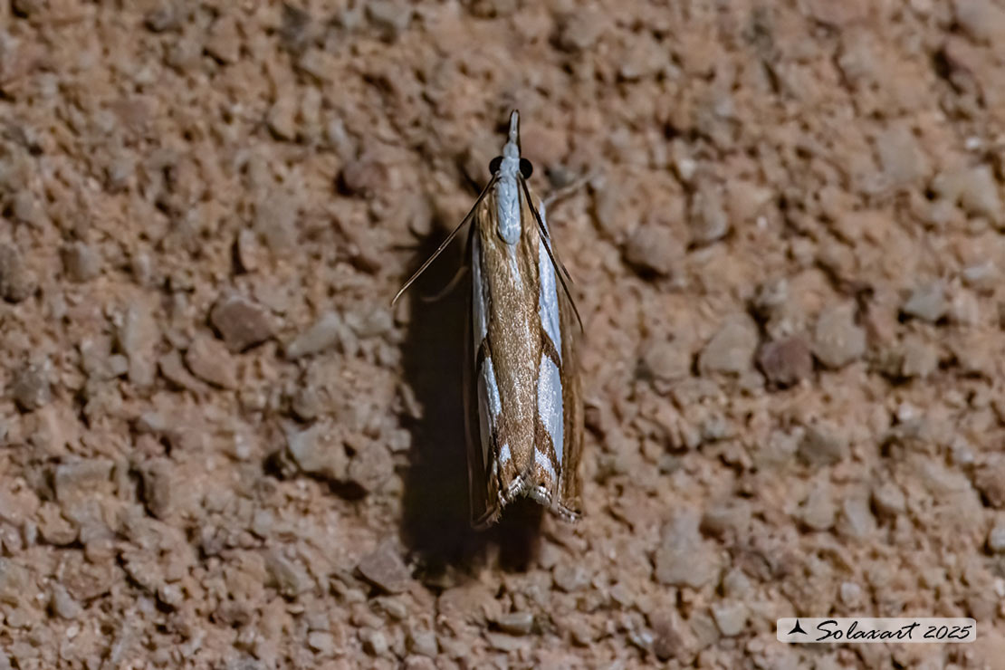 Catoptria europaeica