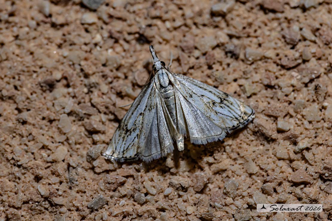 Catoptria falsella