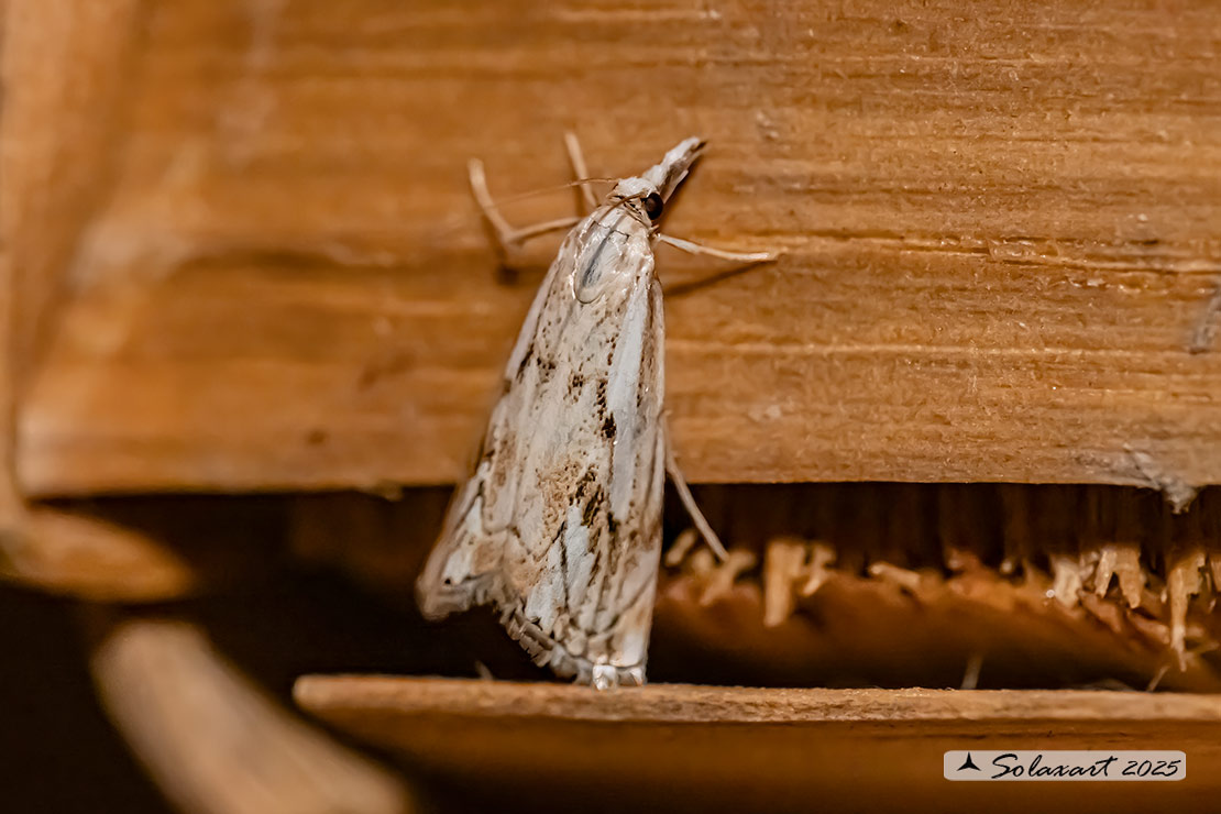 Catoptria falsella
