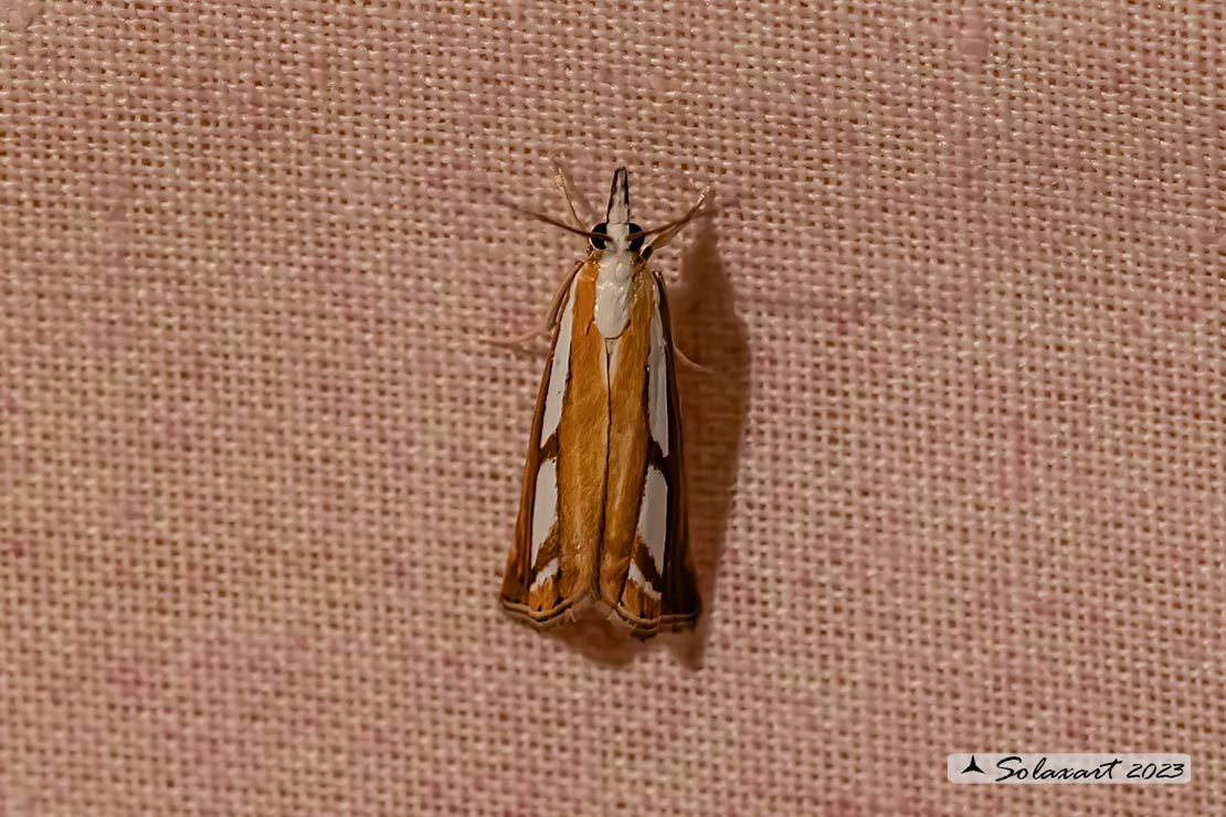 Catoptria permutatellus