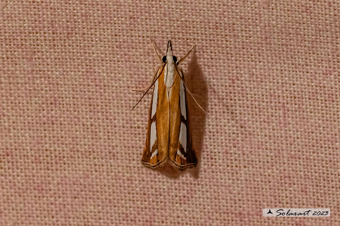 Catoptria permutatellus