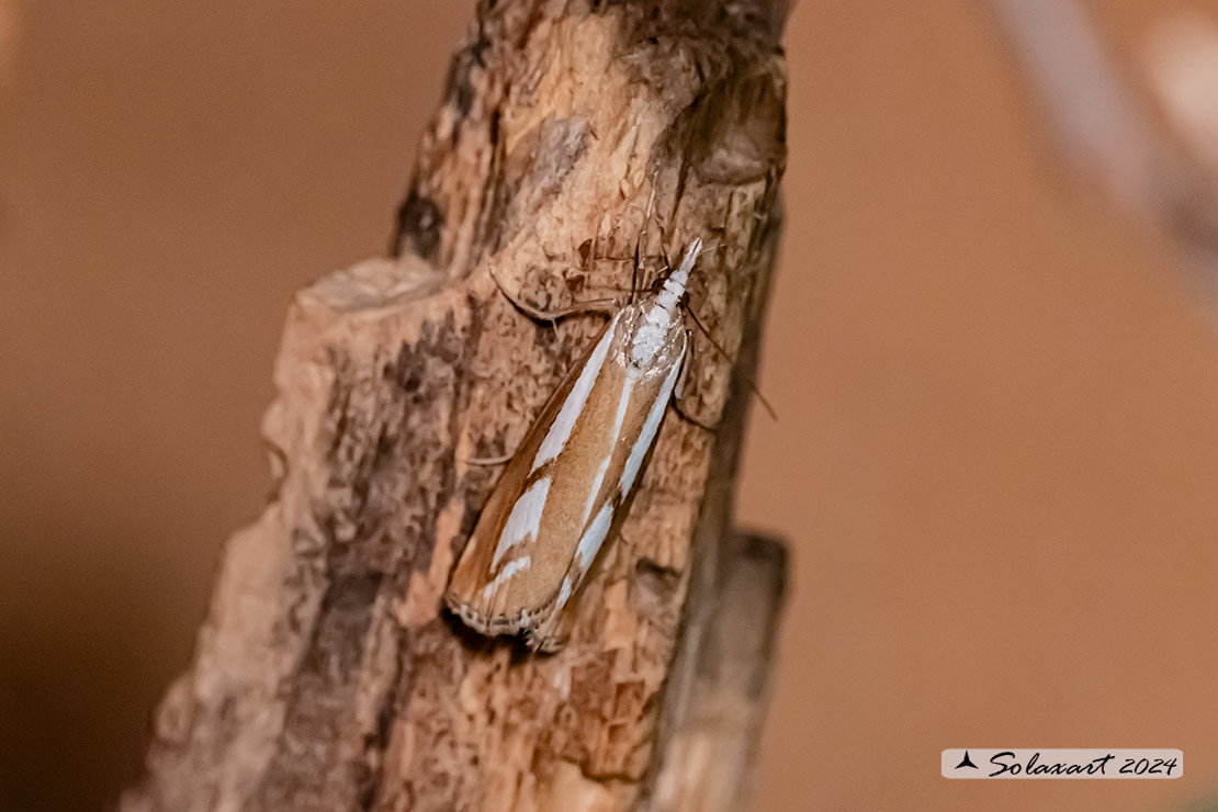 Catoptria permutatellus
