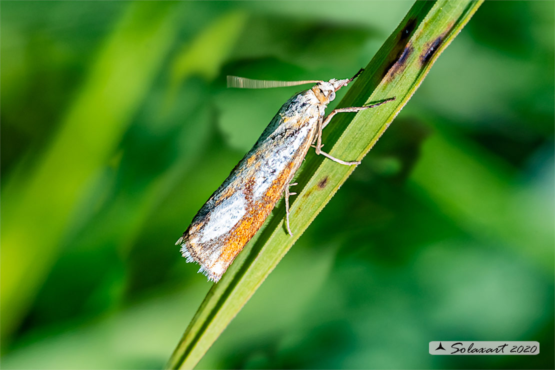 Catoptria pinella