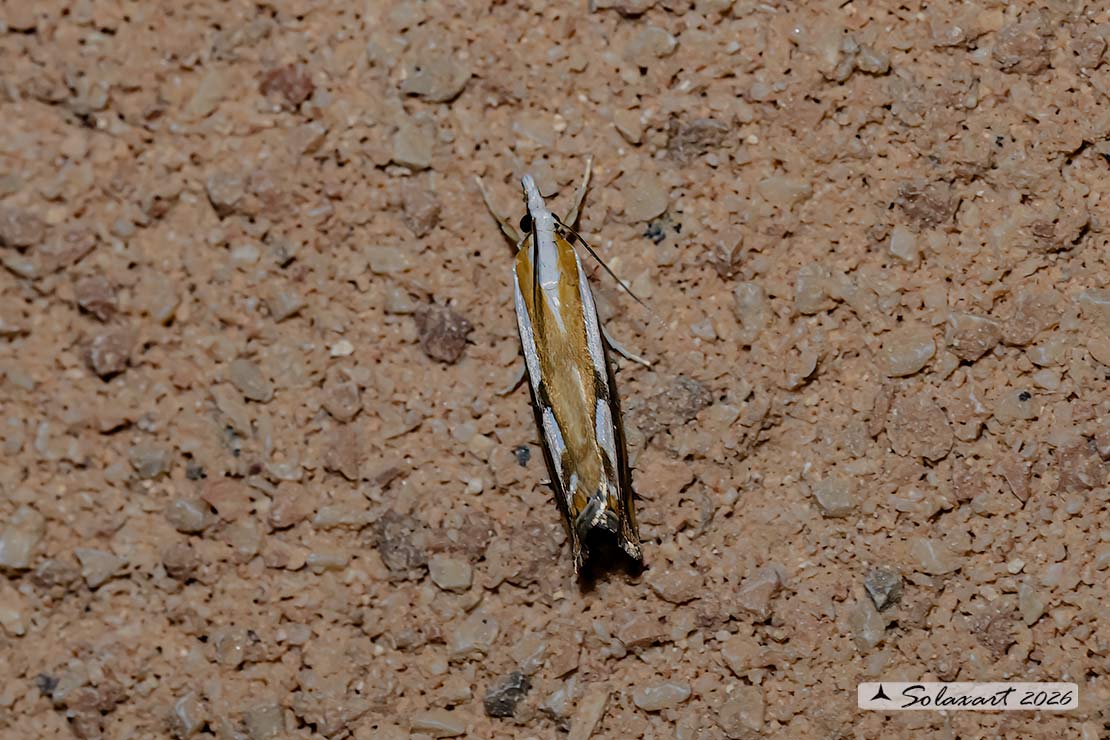 Catoptria pinella