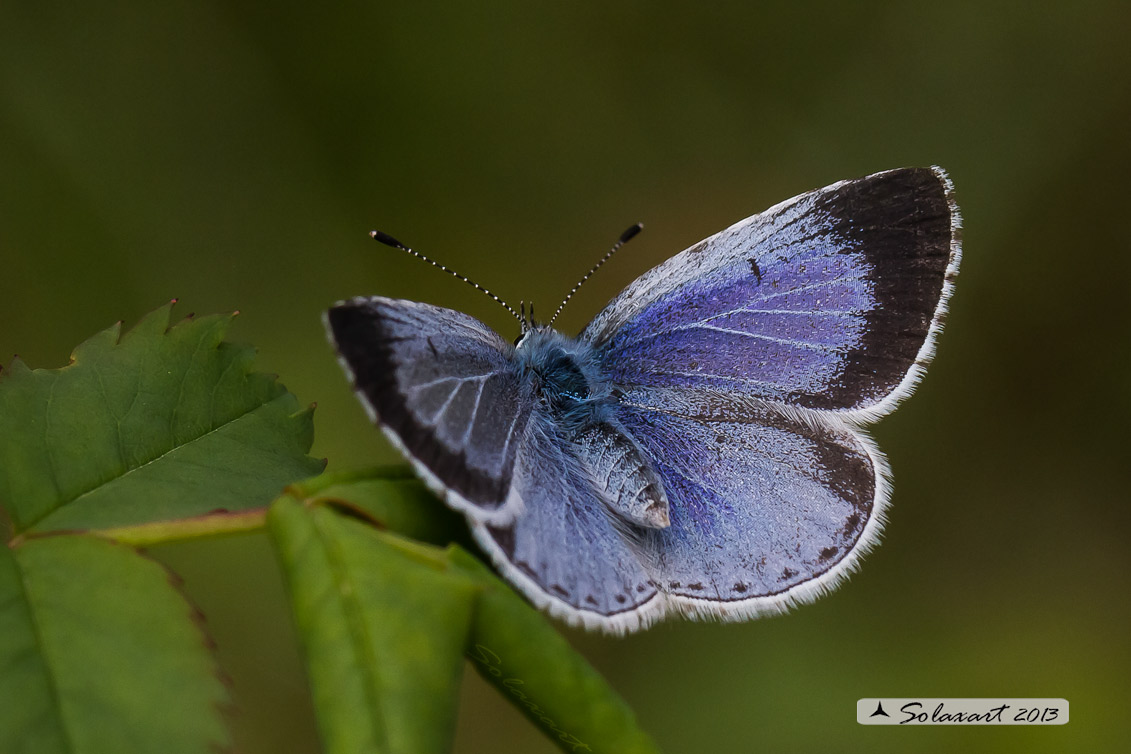 Celastrina argiolus (femmina) - Holly Blue - (female)