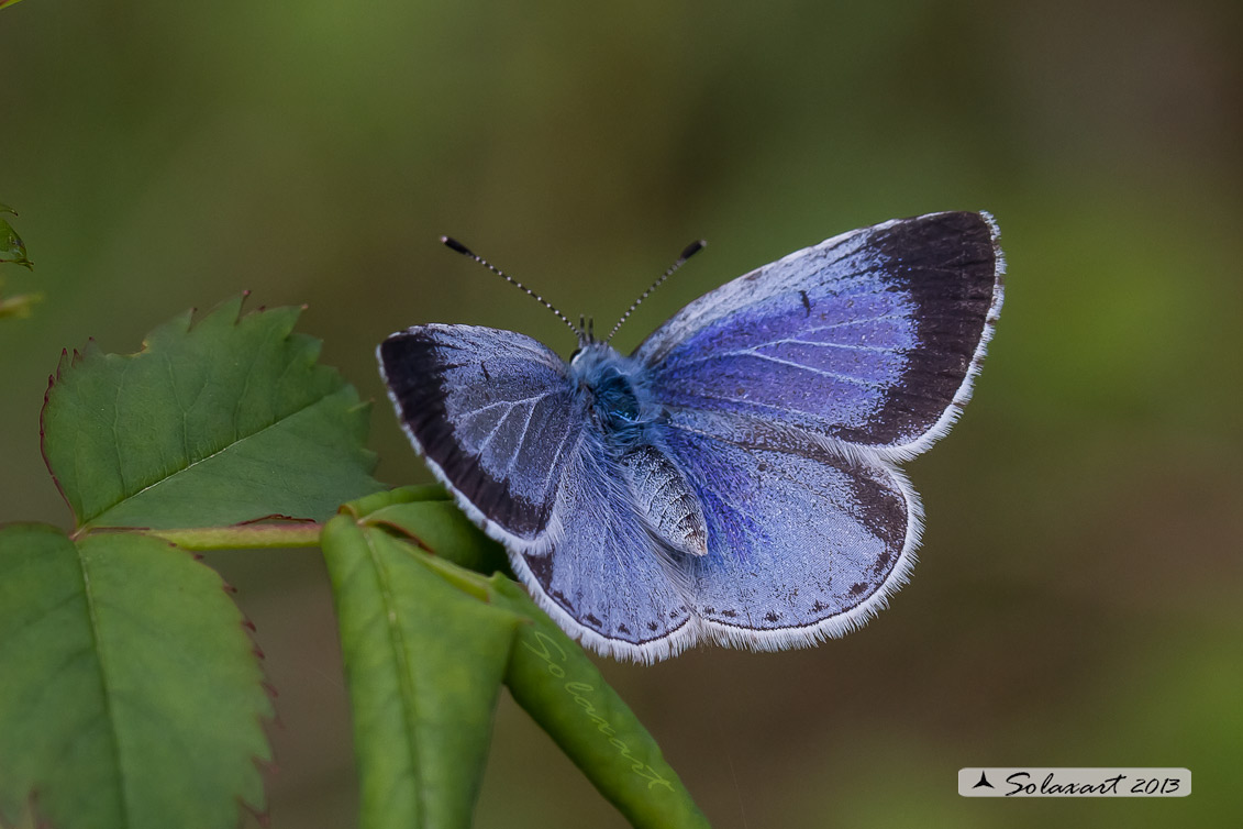Celastrina argiolus (femmina) - Holly Blue - (female)