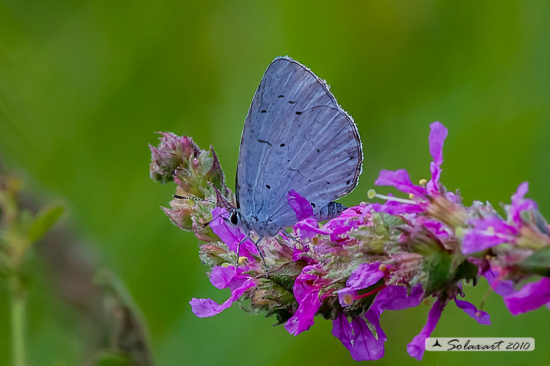 Celastrina argiolus (femmina) - Holly Blue - (female)