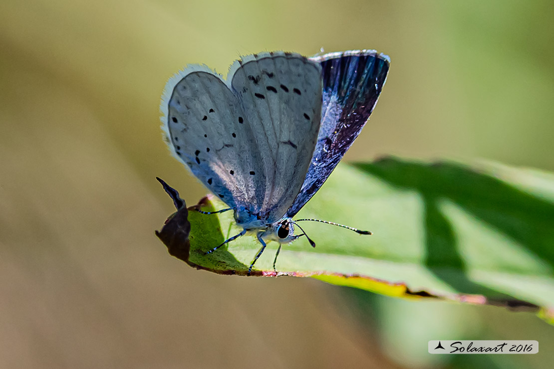 Celastrina argiolus (femmina) - Holly Blue - (female)