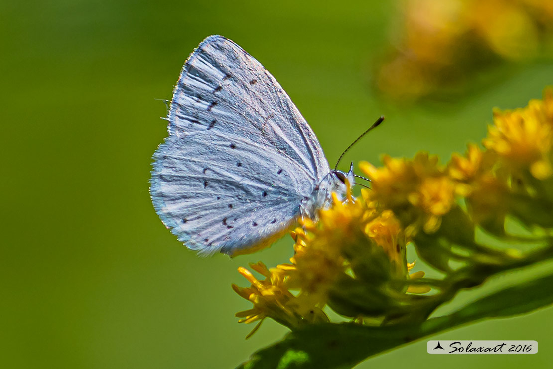 Celastrina argiolus (femmina) - Holly Blue - (female)