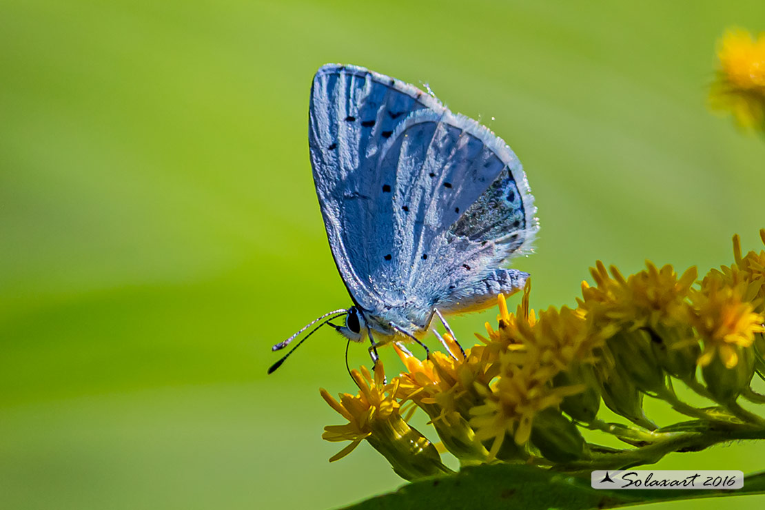 Celastrina argiolus (femmina) - Holly Blue - (female)
