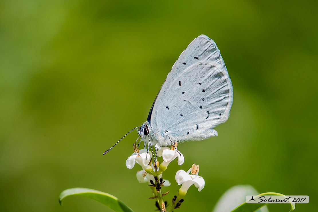 Specie: Celastrina argiolus (maschio) - Holly Blue - (male)