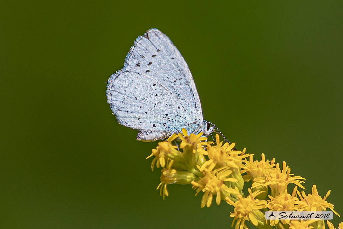 Celastrina argiolus (maschio); Holly Blue (male)