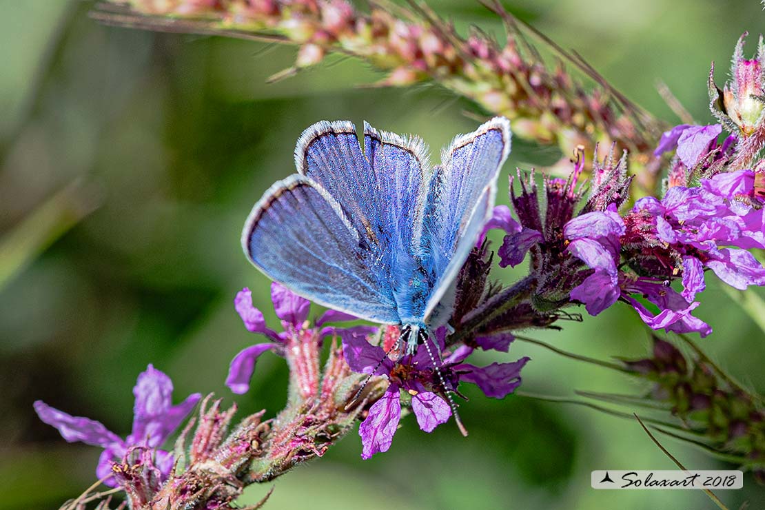 Celastrina argiolus (maschio); Holly Blue (male)