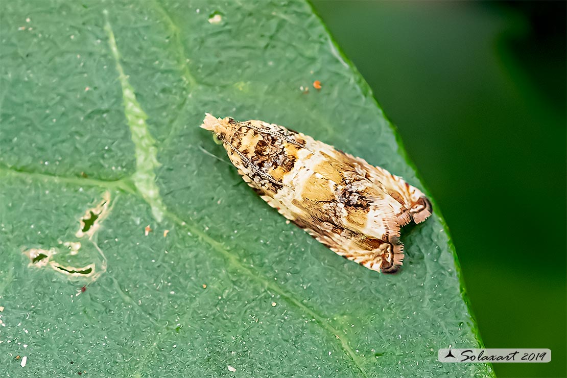 Celypha flavipalpana