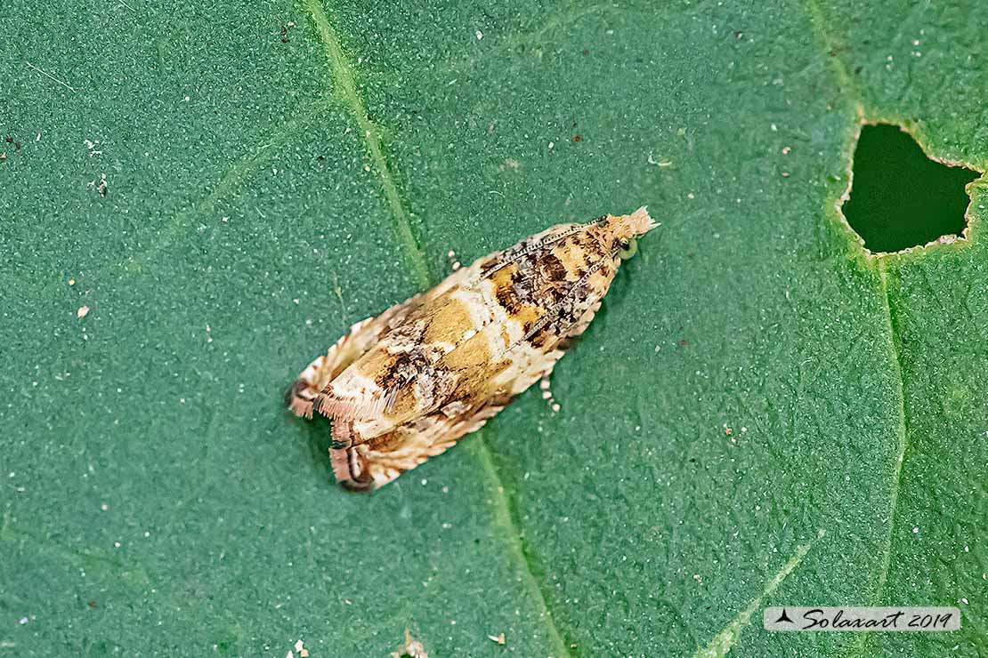 Celypha flavipalpana