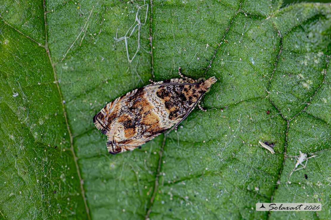 Celypha flavipalpana