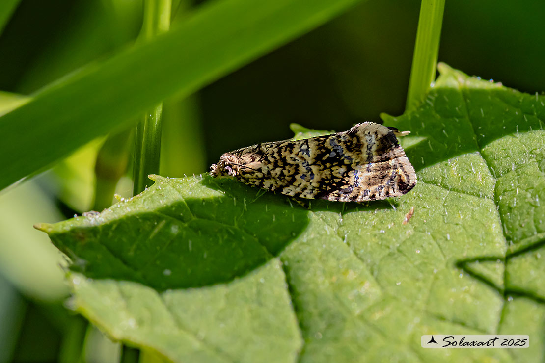 Celypha lacunana